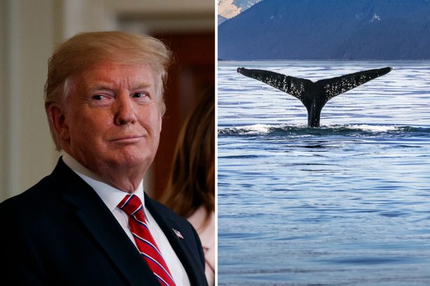 Trump and whales